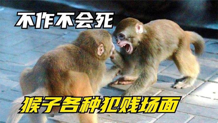 王者榮耀的猴子好不好，王者榮耀猴子很強(qiáng)嗎？-第5張圖片-猴鯊游戲