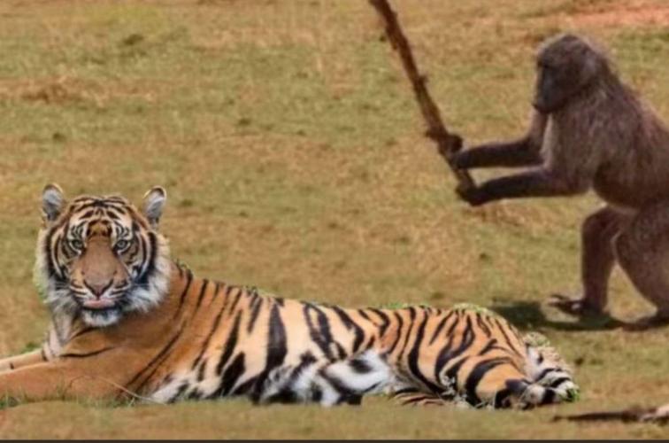 王者榮耀精彩猴子擊殺，王者榮耀猴子擊敗特效-第6張圖片-猴鯊游戲