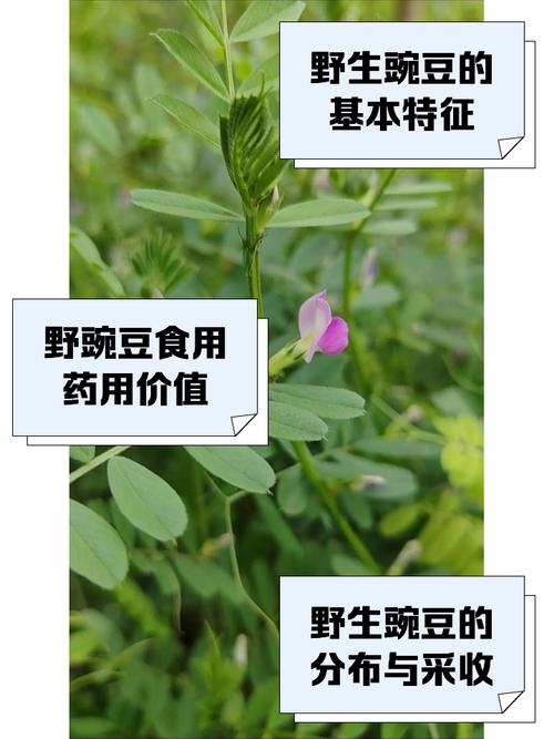 王者榮耀5個(gè)豌豆射手，王者榮耀5個(gè)豌豆射手多少錢